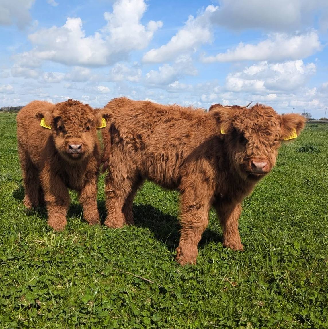 mini cows for sale mini cows for sale