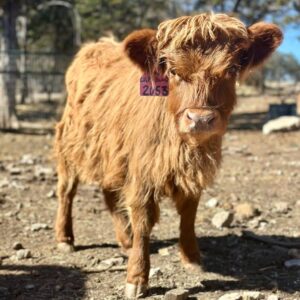 mini cows for sale