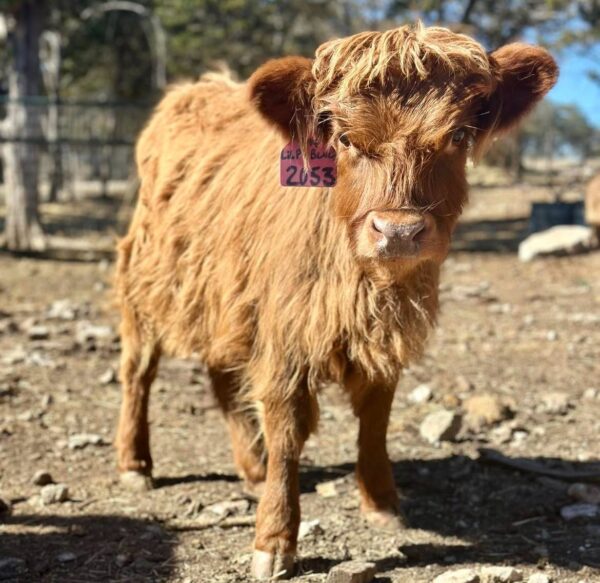 mini cows for sale