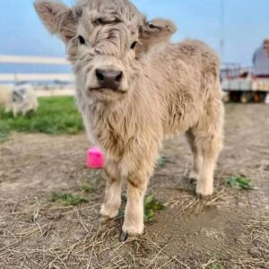 mini cows for sale