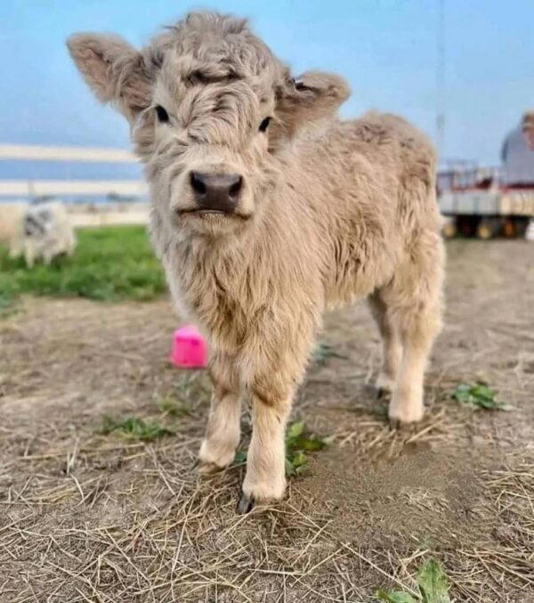 mini cows for sale