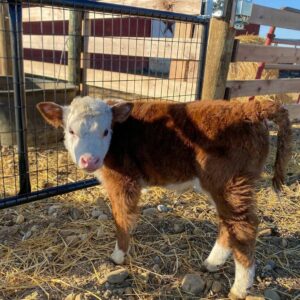 mini cows for sale