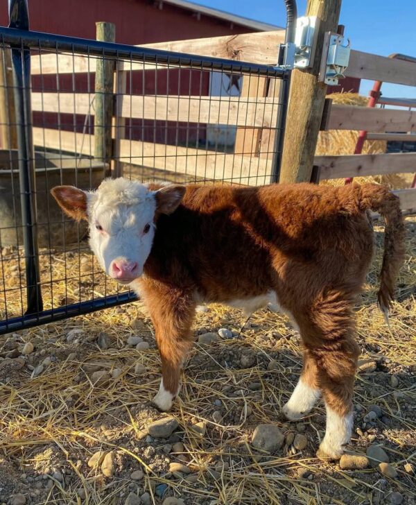 mini cows for sale