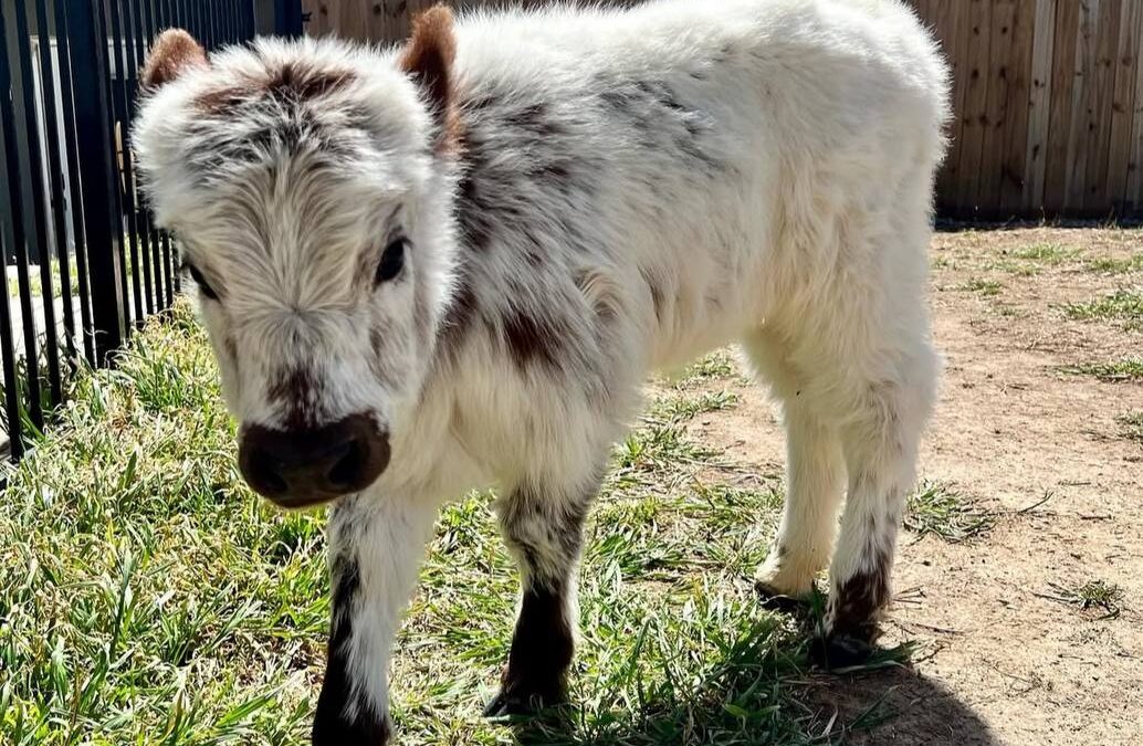 The Ultimate Guide to Buying a Teacup Mini Highland Cow: Everything You Need to Know