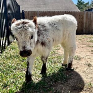 mini cows for sale