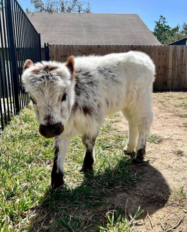 mini cows for sale