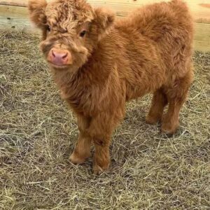 mini cows for sale