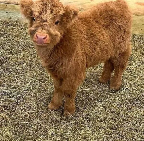 mini cows for sale