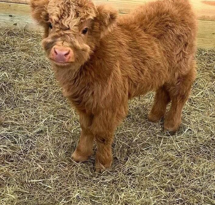 Mini Highland Cow Facts That’ll Make You Want One Today!