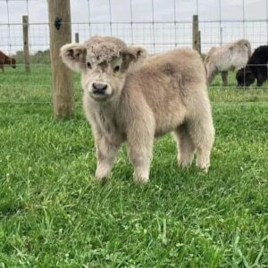 mini cows for sale