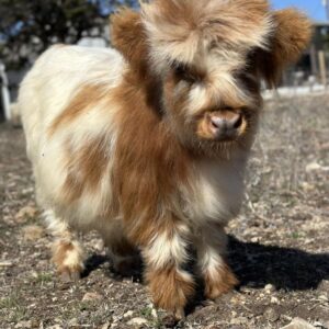 mini cows for sale