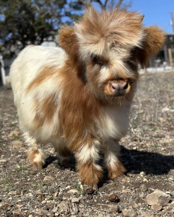 mini cows for sale