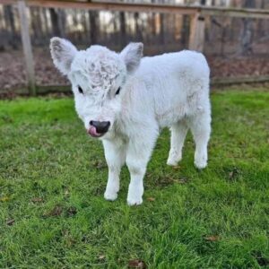 mini cows for sale