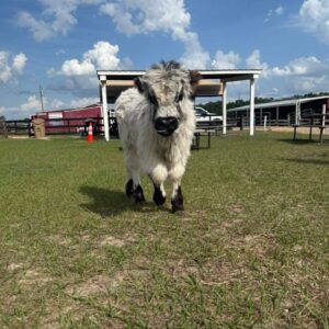 mini cow for sales