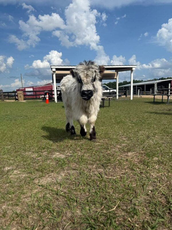 mini cow for sales