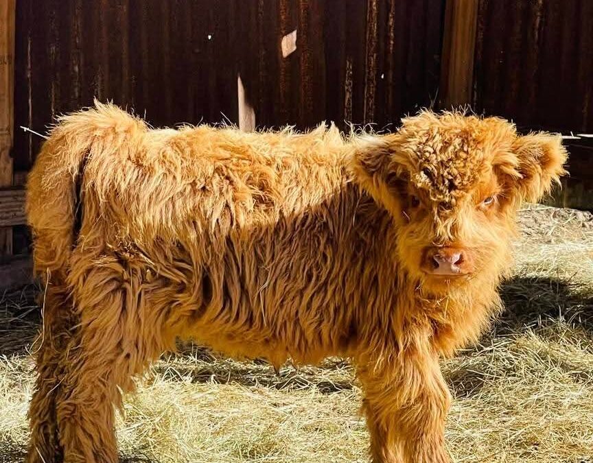 mini fluffy cow