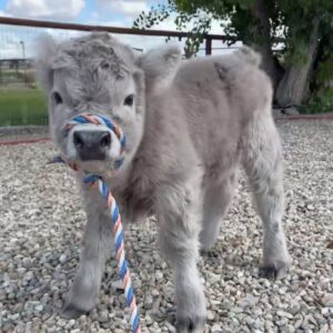 female miniature highland cow for sale angeline