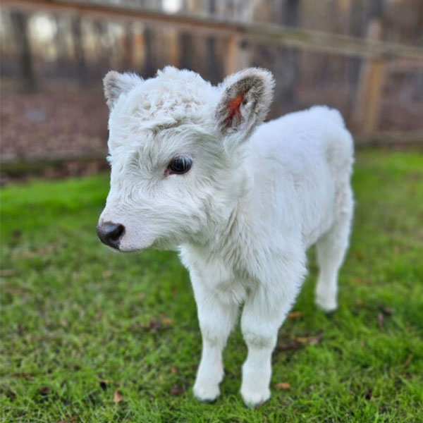 mini highland heifer (dove) mini highland heifer (dove)