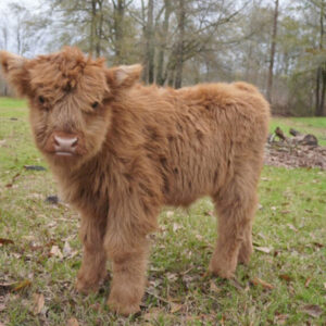 Home Buy Miniature Cow (Nova)