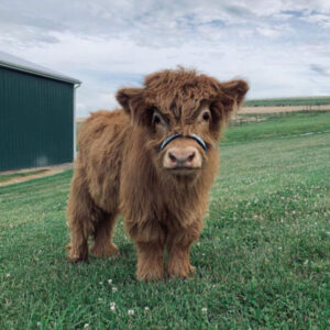 Home Home / Cattle Buy Mini Highland Cow (Tess)