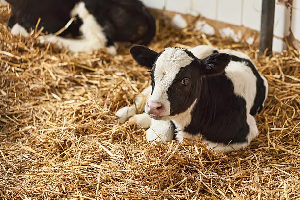 mini cow for sale